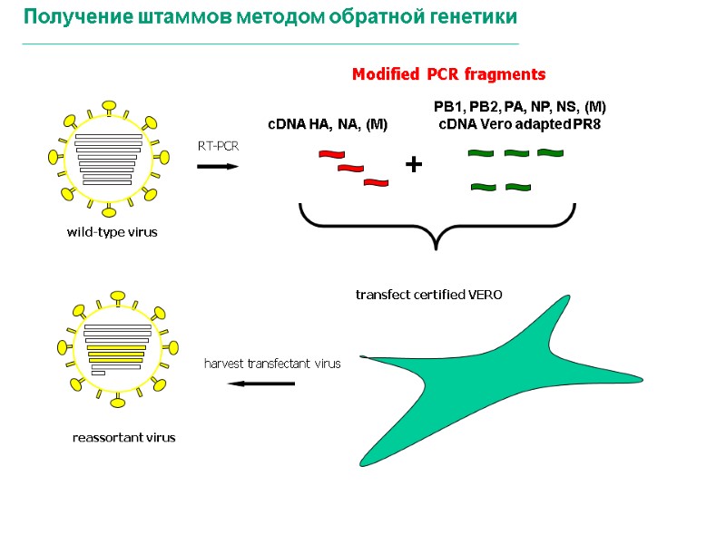 cDNA HA, NA, (M) + PB1, PB2, PA, NP, NS, (M) cDNA Vero adapted
